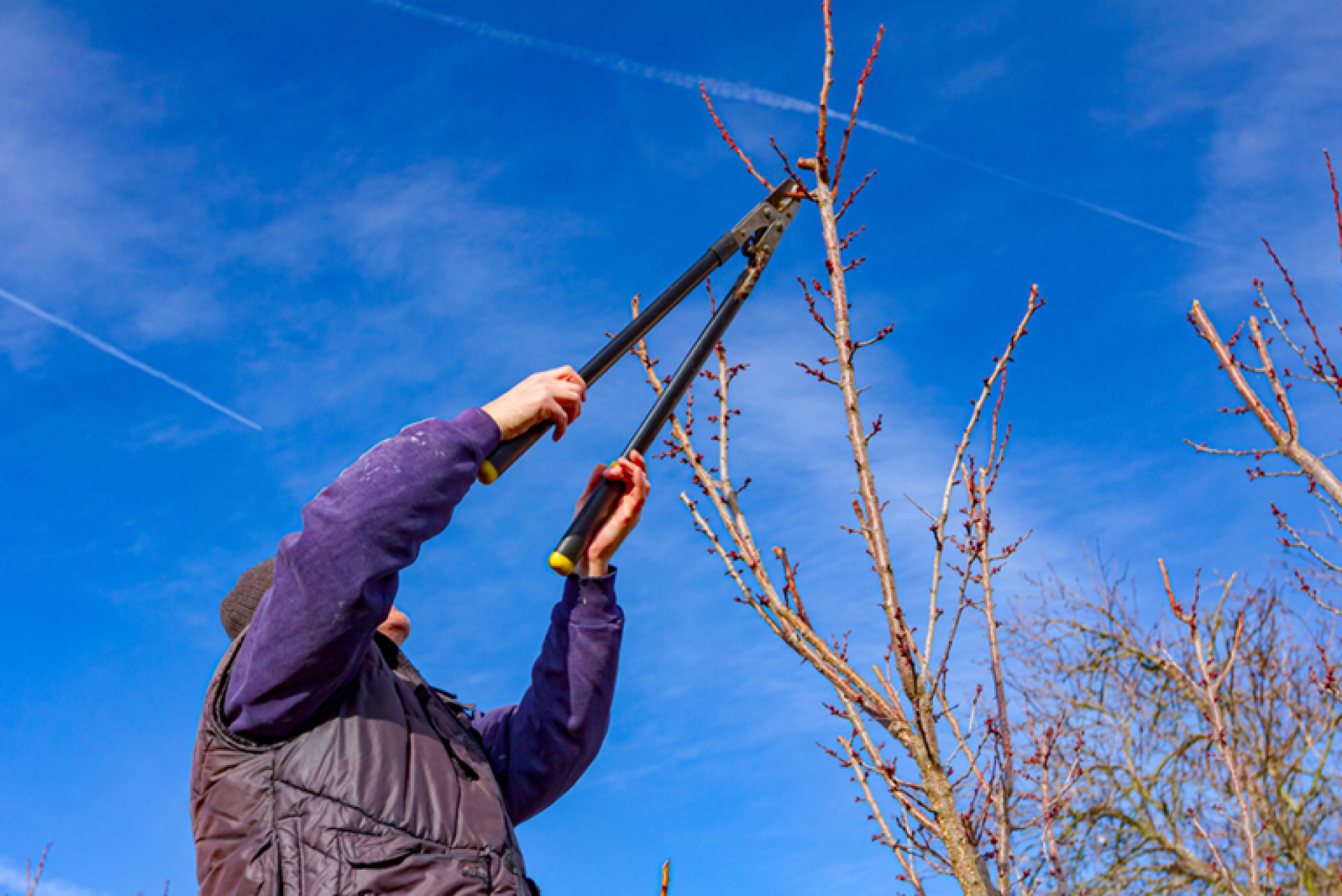 When to Use a Lopper and Tree Pruner Gardening Know How's
