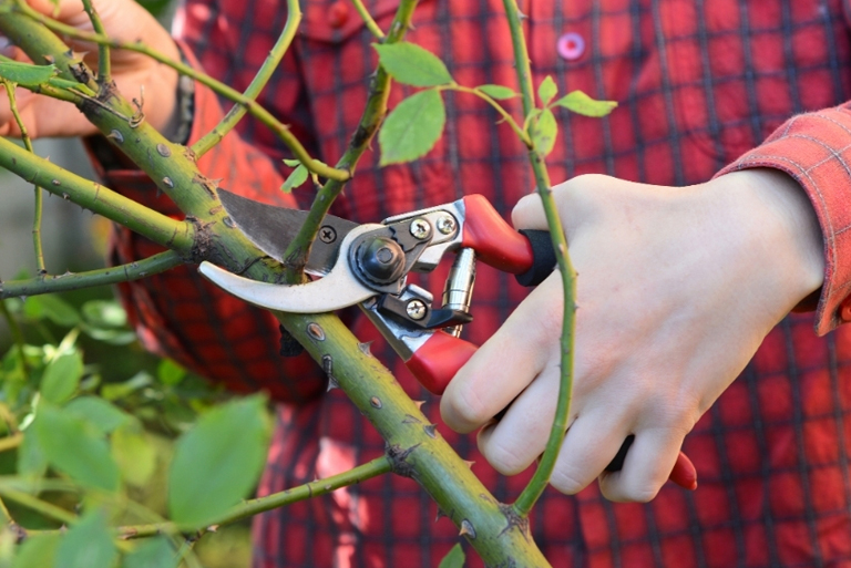 How Do You Sharpen Felco Secateurs? 3 Safe & Easy Ways » Appliance Reviewer