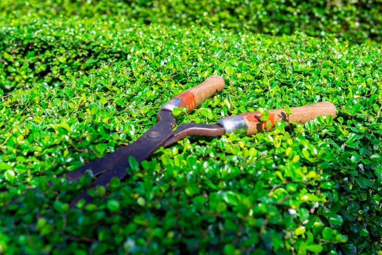 Pruning Shears vs Garden Scissors Know the Difference » Appliance