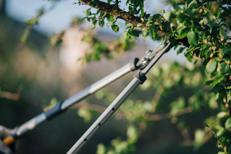 When to Use a Lopper and Tree Pruner Gardening Know How's